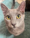 GIZMO - bonded with Shade - Photo 1