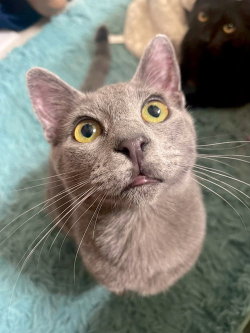 GIZMO - BONDED WITH SHADE - Domestic Short Hair available for adoption