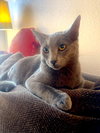 GIZMO - bonded with Shade - Photo 3