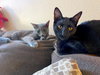 GIZMO - bonded with Shade - Photo 4