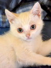 FREYA - Bonded with Loki - Photo 5
