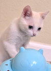 FREYA - Bonded with Loki - Photo 6