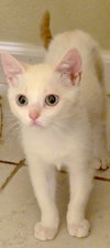 FREYA - Bonded with Loki - Photo 7