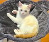 FREYA - Bonded with Loki - Photo 8