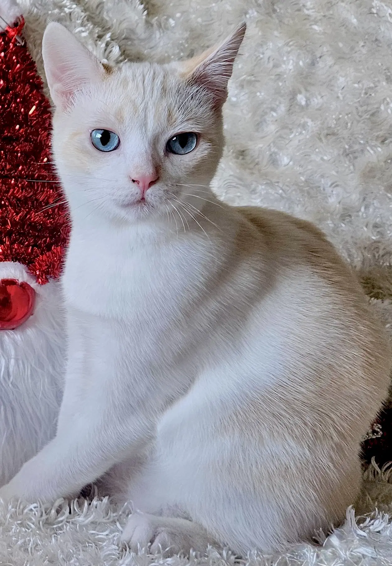 Freya - Bonded With Loki - Domestic Short Hair