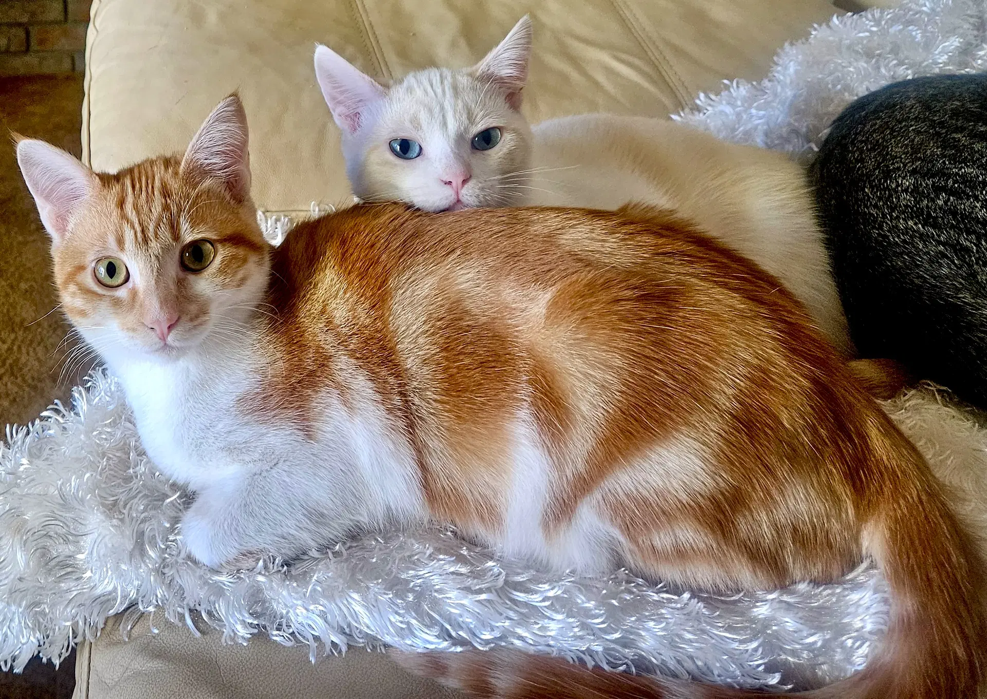 Freya - Bonded With Loki image 4