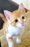 LOKI - Bonded with Freya - Photo 5