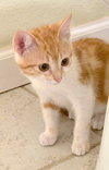 LOKI - Bonded with Freya - Photo 6