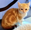 LOKI - Bonded with Freya - Photo 8