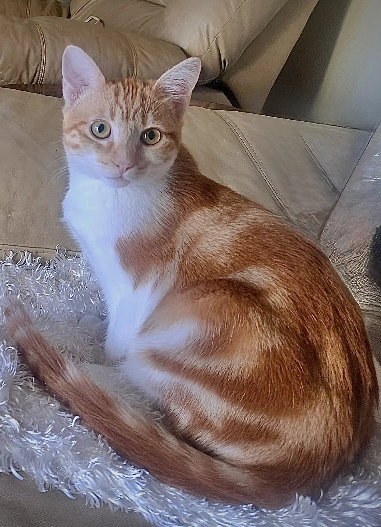 Loki - Bonded With Freya - Domestic Short Hair