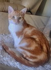 LOKI - Bonded with Freya - Photo 1