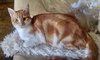 LOKI - Bonded with Freya - Photo 2