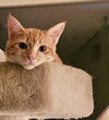 LOKI - Bonded with Freya - Photo 3