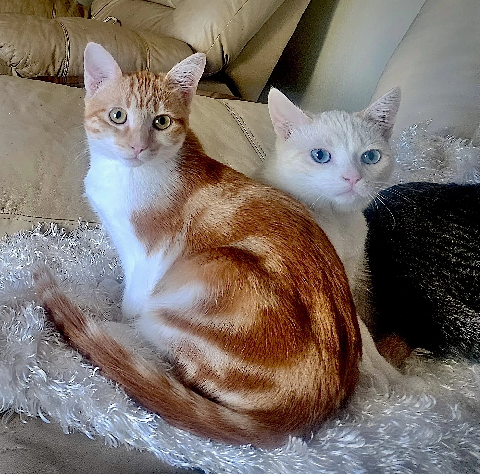 Loki - Bonded With Freya image 4