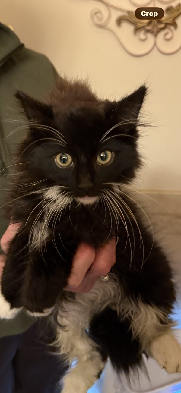 SPENCER - Bonded with Albie