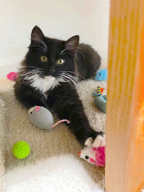 SPENCER - Bonded with Albie