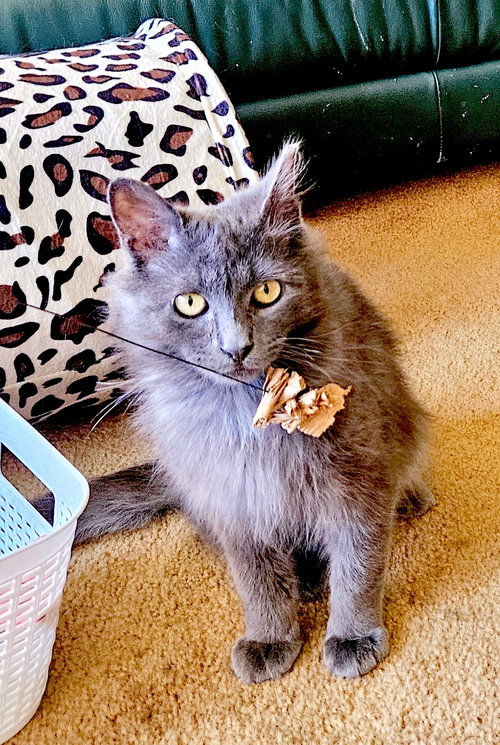 ARES, an adoptable Domestic Medium Hair in Fremont, CA