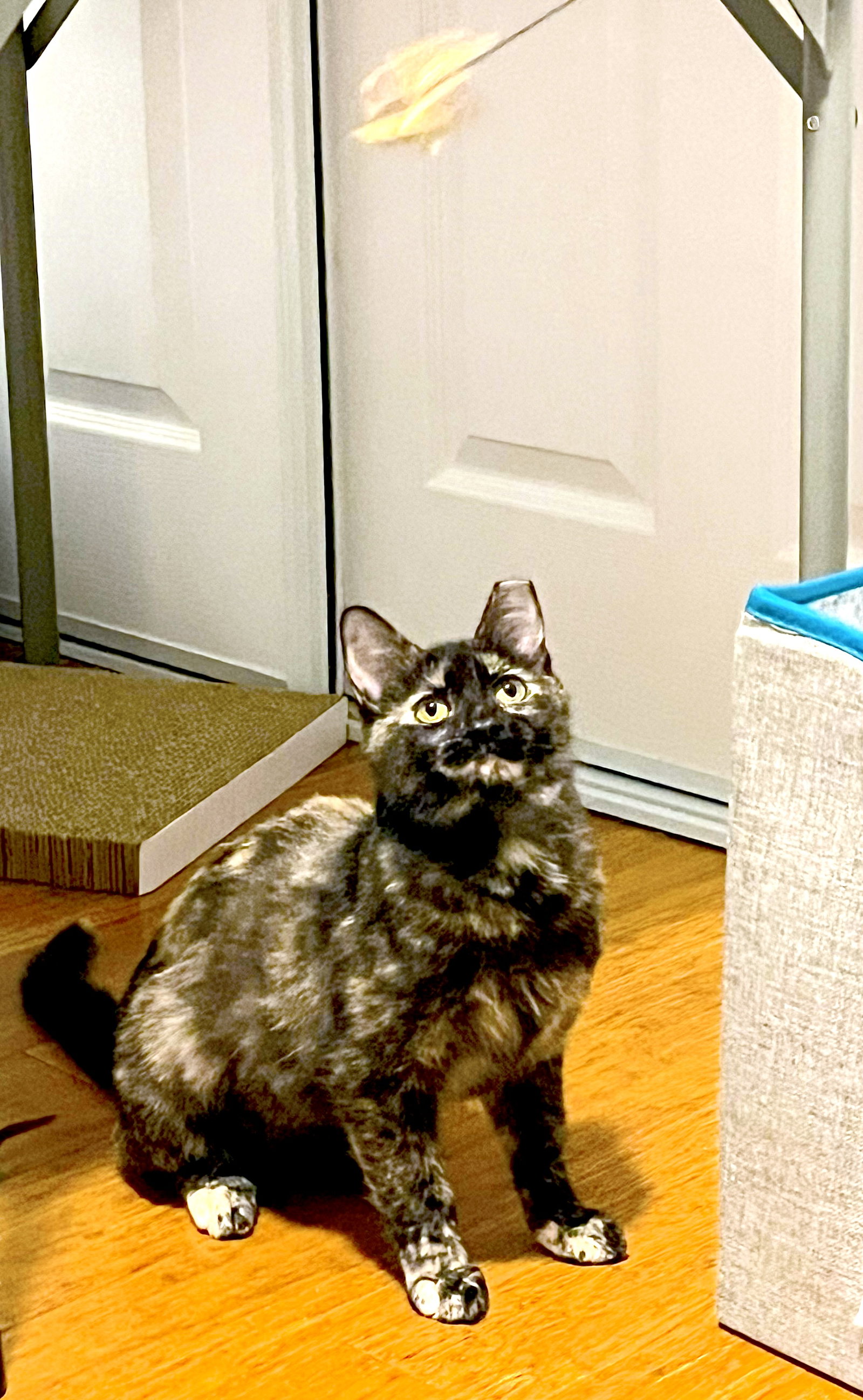 Ember