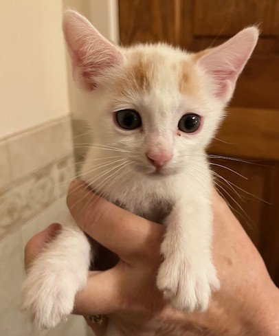 HAWTHORNE - Bonded with Holly