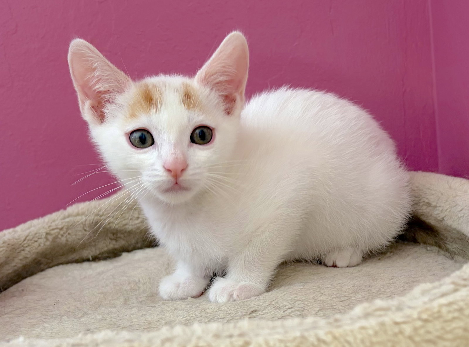 HAWTHORNE - Bonded with Holly