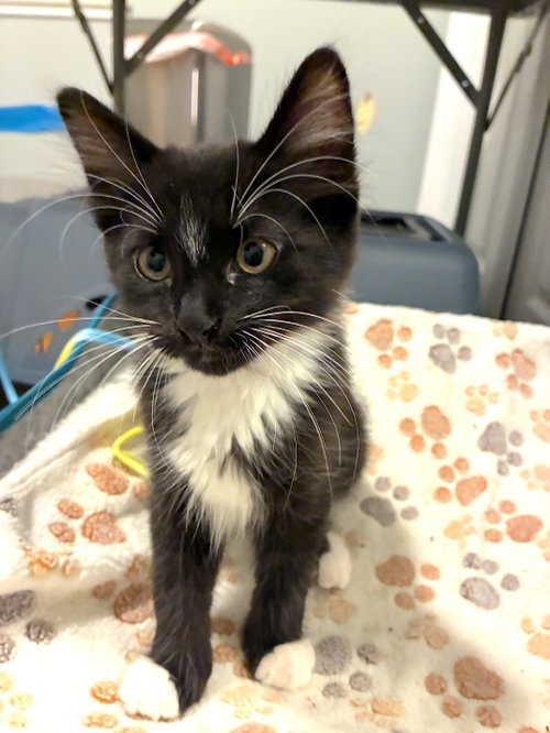 CLOVER - Bonded with Robin, an adoptable Domestic Short Hair in Fremont, CA