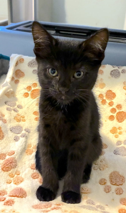 ROBIN - Bonded with Clover, an adoptable Domestic Short Hair in Fremont, CA