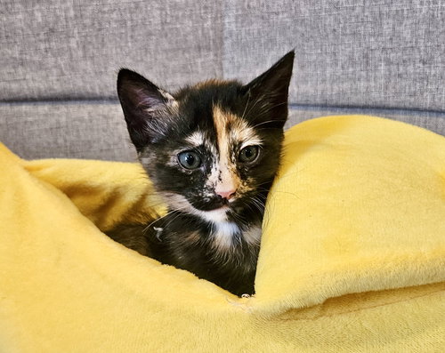 HELI - Bonded with Evie, an adoptable Domestic Short Hair in Fremont, CA