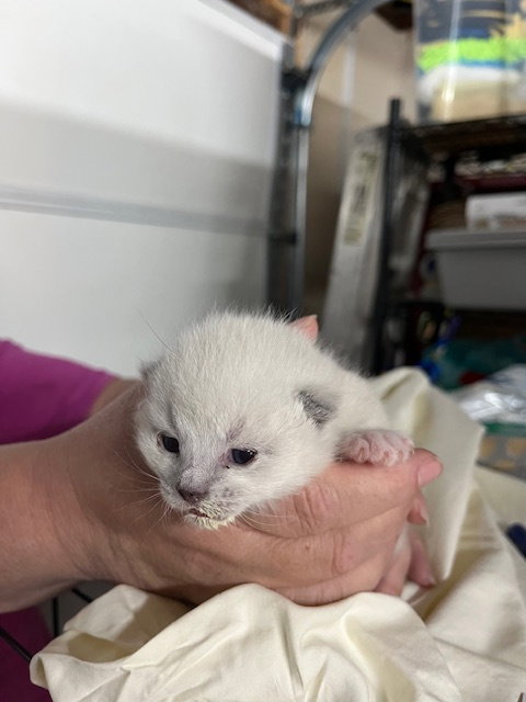FALCON - Bonded with Odin