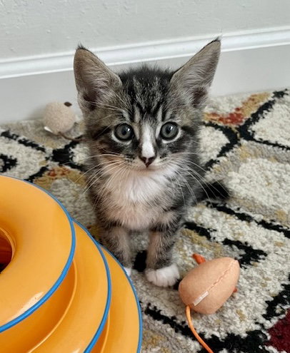 REED - Bonded with Ivy, an adoptable Domestic Short Hair in Fremont, CA