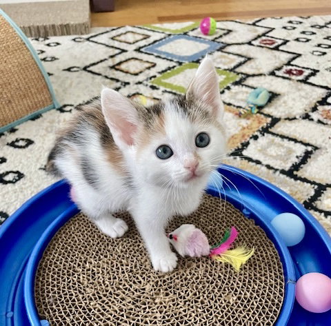 IVY - Bonded with Reed, an adoptable Domestic Short Hair in Fremont, CA
