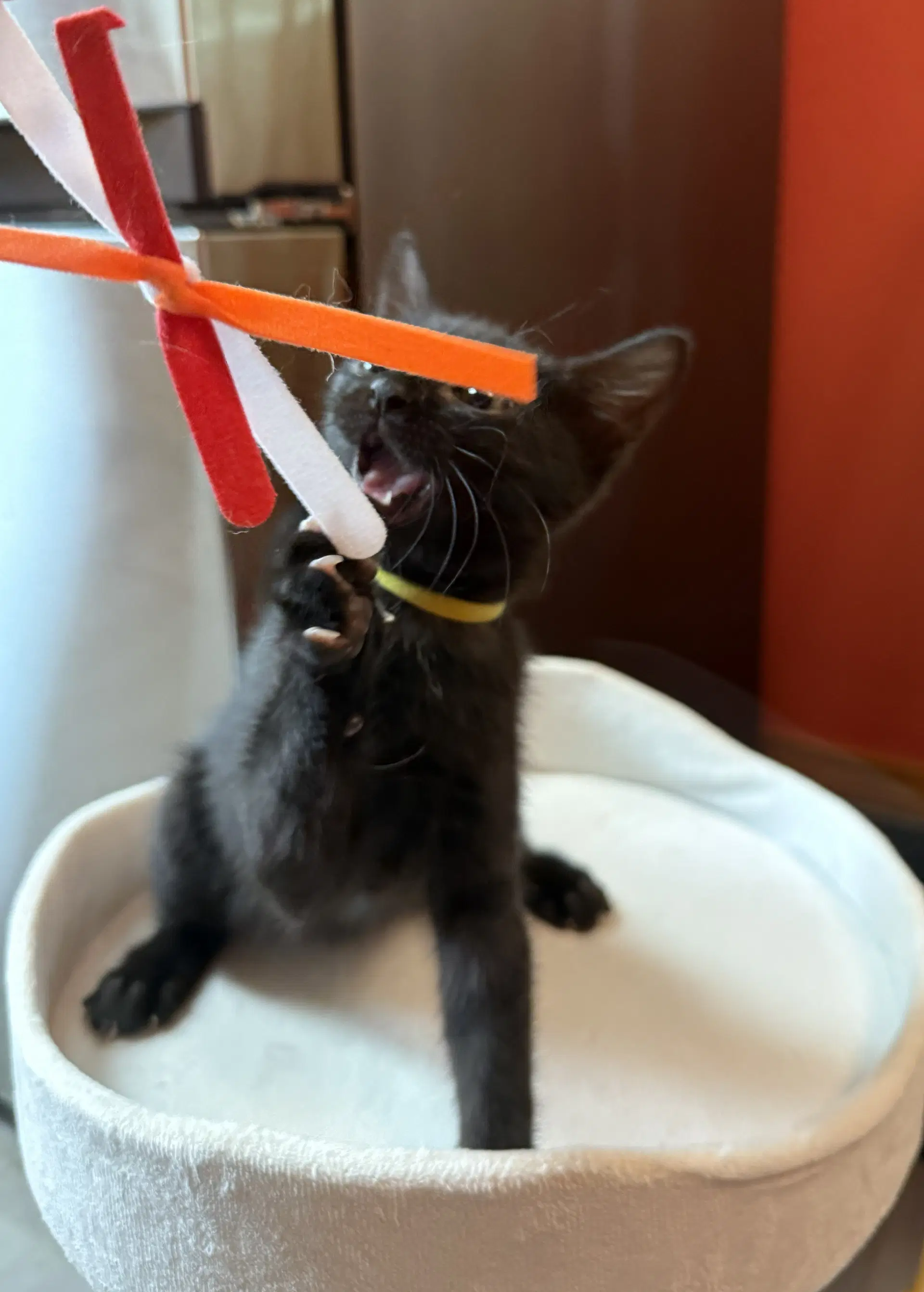 Star - Bonded With Astro - Domestic Short Hair