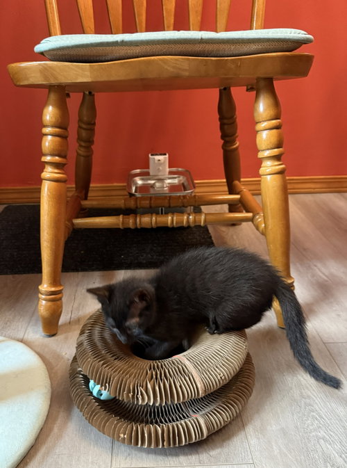 ASTRO - Bonded with Star, Baby Domestic Short Hair / Mixed (short coat), cat for adoption in Campbell, California