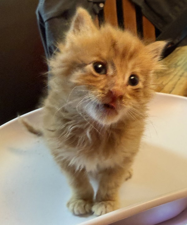 Chance - Bonded with Fiero