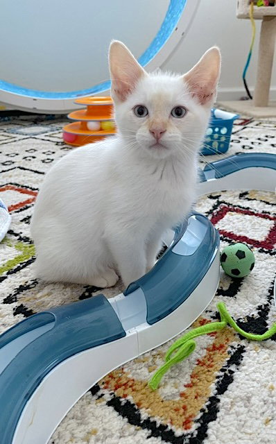 Fiero - Bonded with Chance, Baby Domestic Short Hair / Mixed, cat for adoption in San Rafael, California