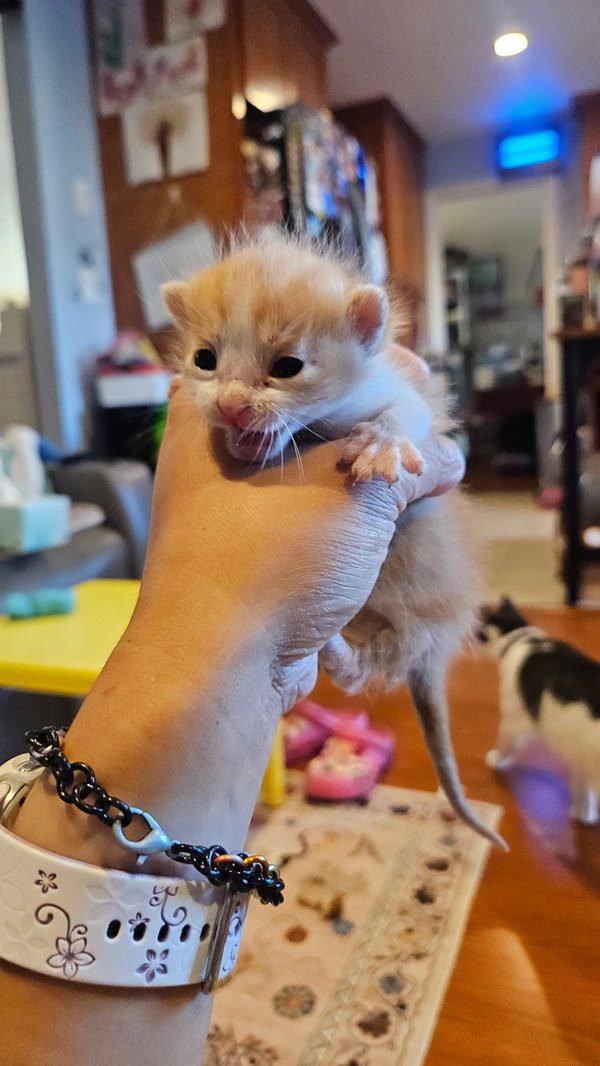 PERCIE