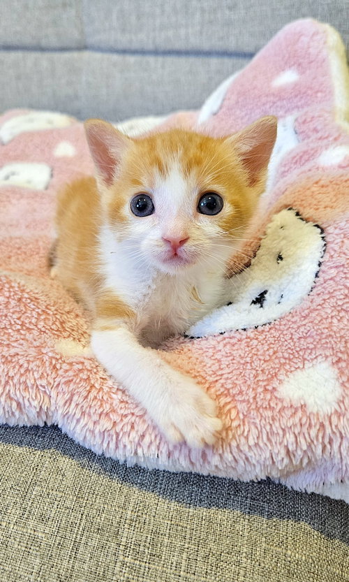 PERCIE