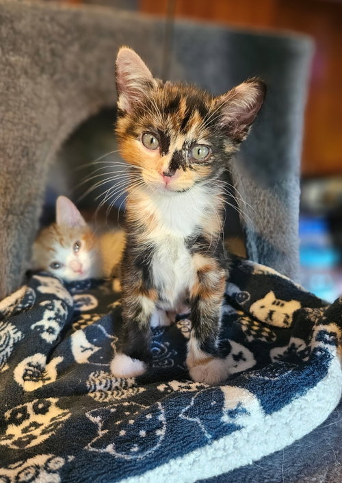 SADIE, an adoptable Domestic Short Hair in Fremont, CA