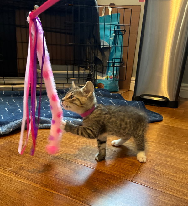 Kahlua