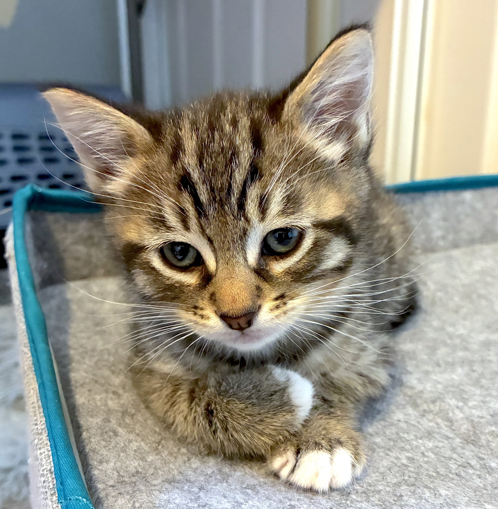 Kahlua