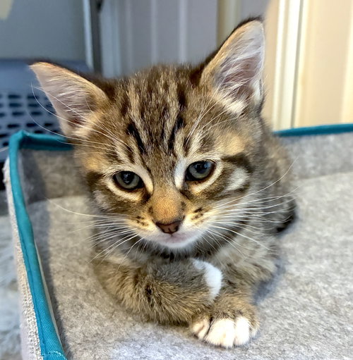 Kahlua, Baby Domestic Short Hair / Mixed (short coat), cat for adoption in Union City, California