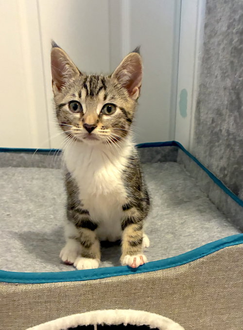 MARGARITA - Bonded with Amaretto, Baby Domestic Short Hair / Mixed (short coat), cat for adoption in Union City, California