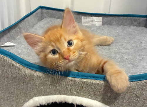 AMARETTO - Bonded with Margarita, Baby Domestic Short Hair / Mixed (short coat), cat for adoption in Union City, California