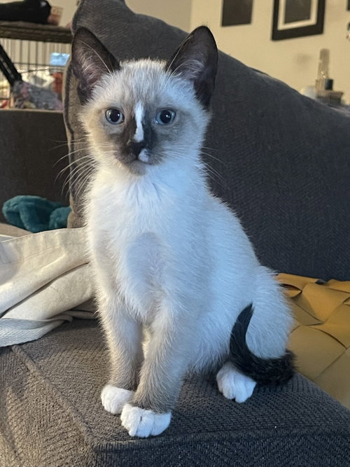 Rerun - Bonded with Mirage, a cat for adoption from Ohlone Humane Society