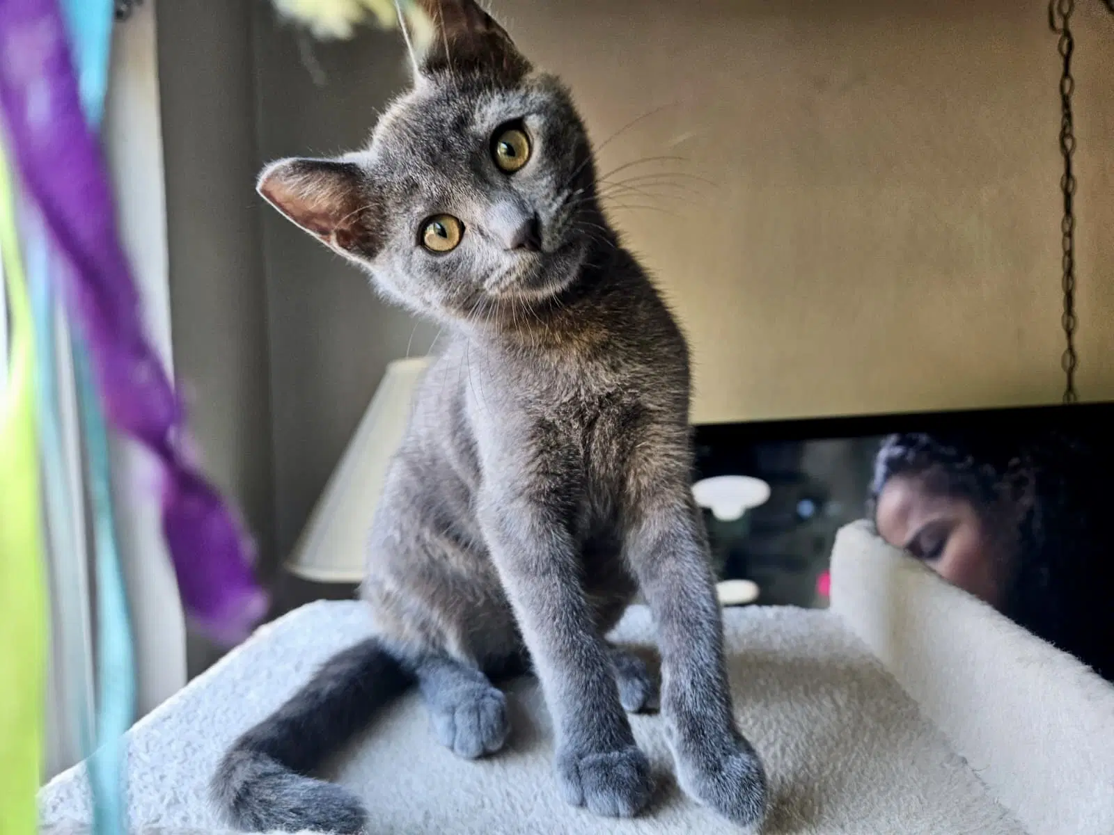 Giligan - Bonded With Mikey - Domestic Short Hair