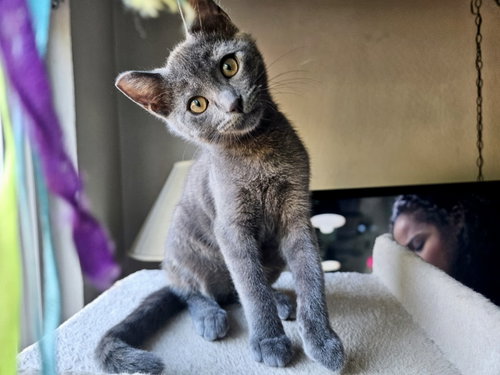GILIGAN - Bonded with Mikey, an adoptable Domestic Short Hair in Fremont, CA