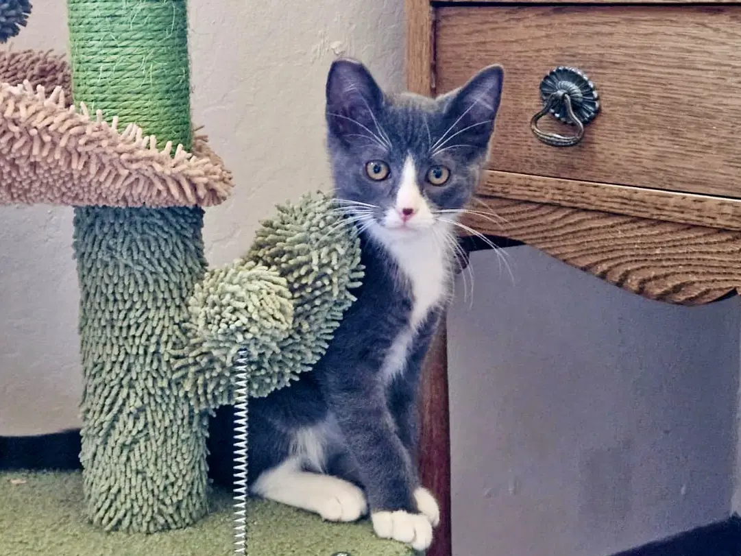 Mikey - Bonded With Gilligan - Domestic Short Hair