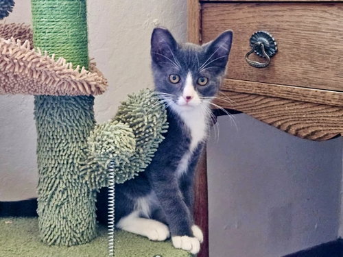 MIKEY - Bonded with Gilligan, an adoptable Domestic Short Hair in Fremont, CA