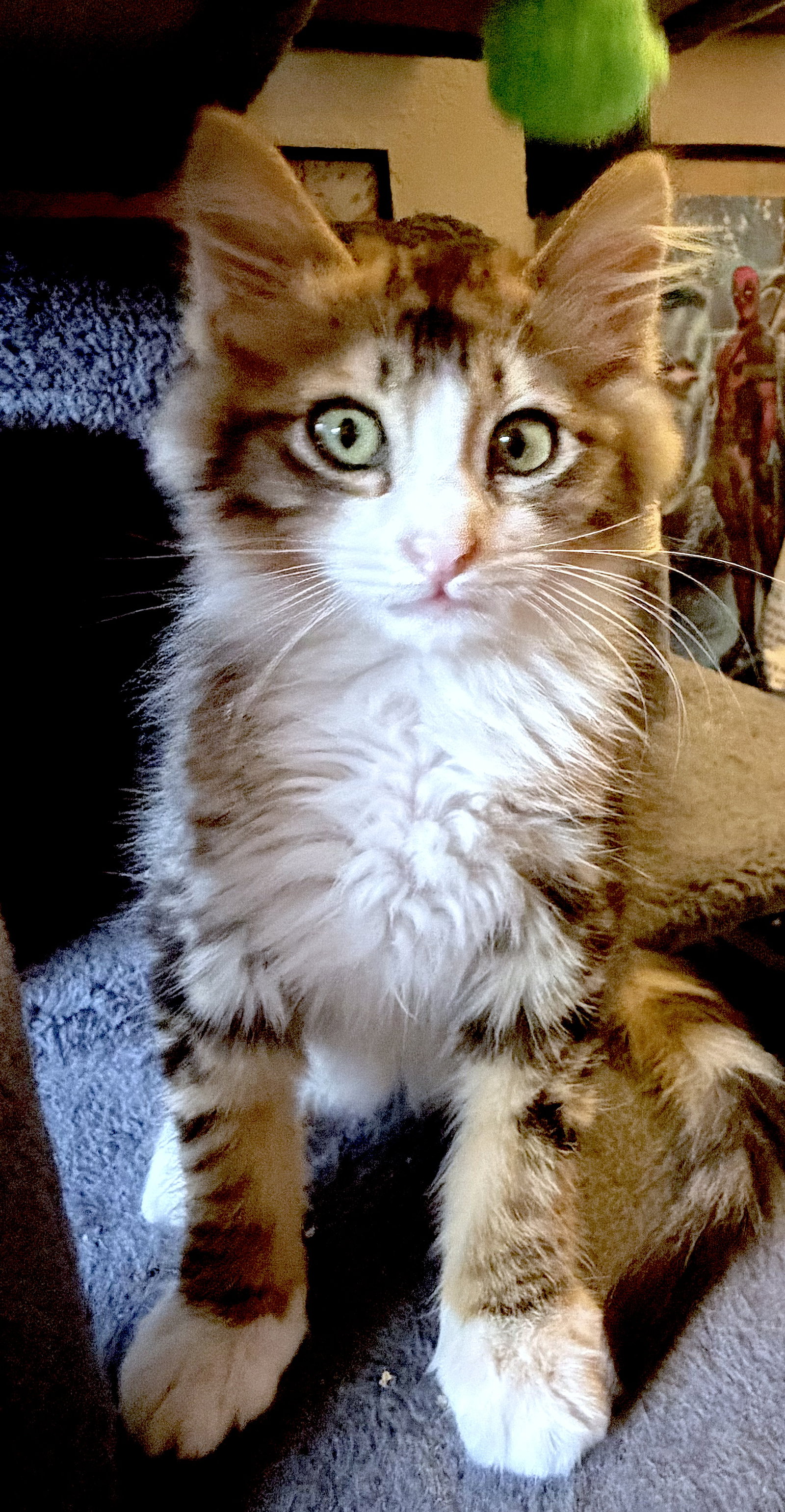 HANA - BONDED WITH TIGER, photo 4