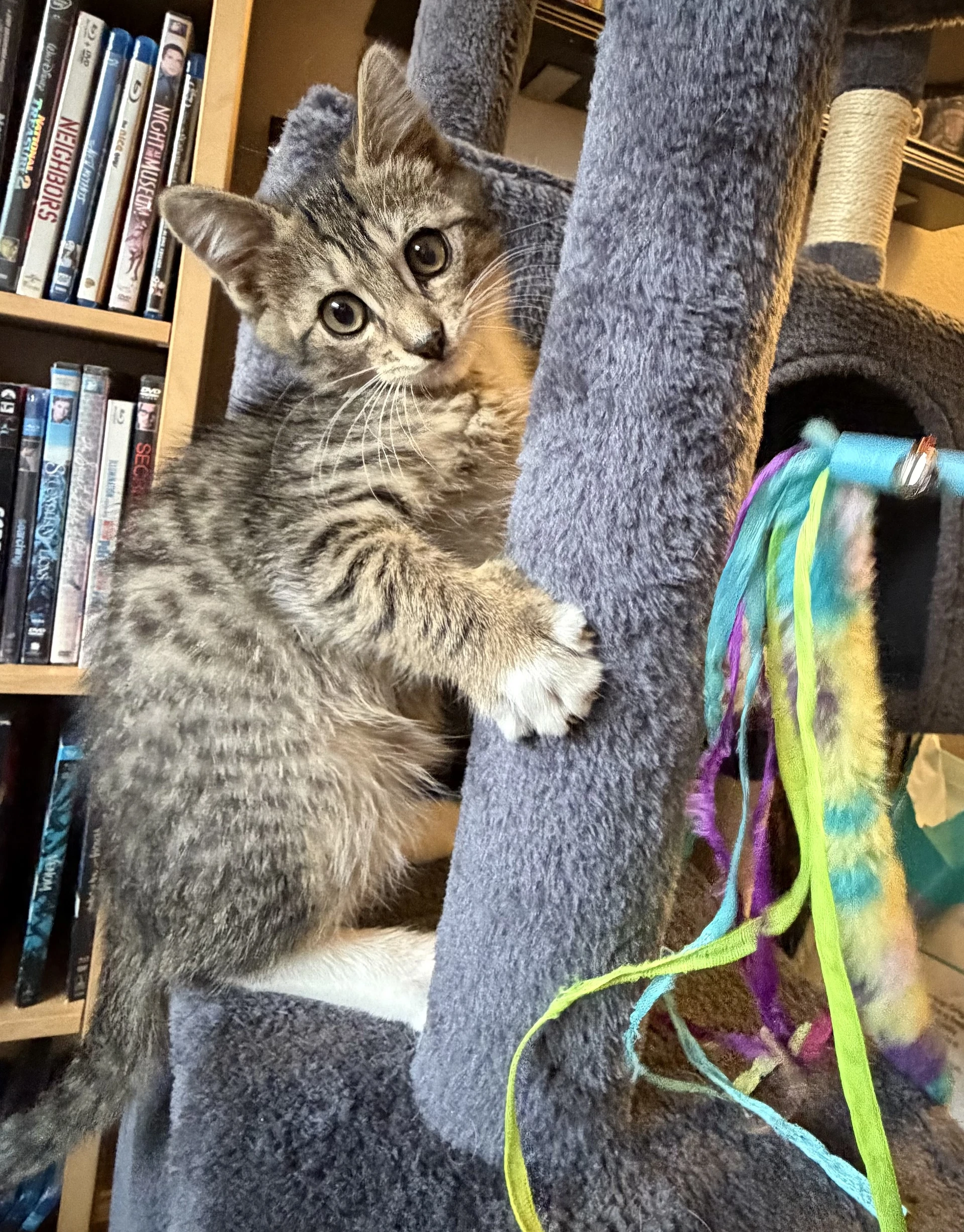 Tiger - Bonded With Hana