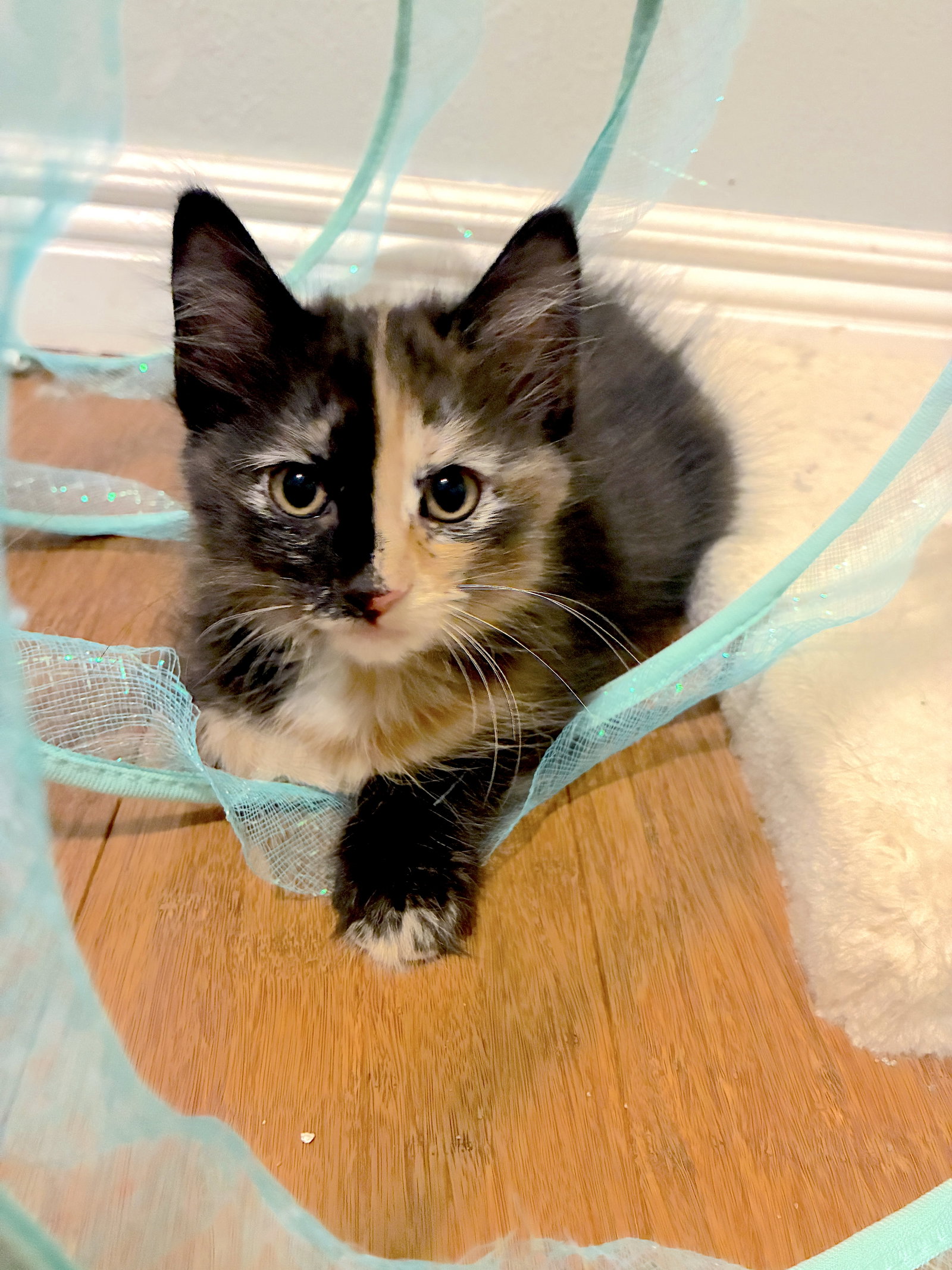 Mirage - Bonded with Rerun, Domestic Long Hair
